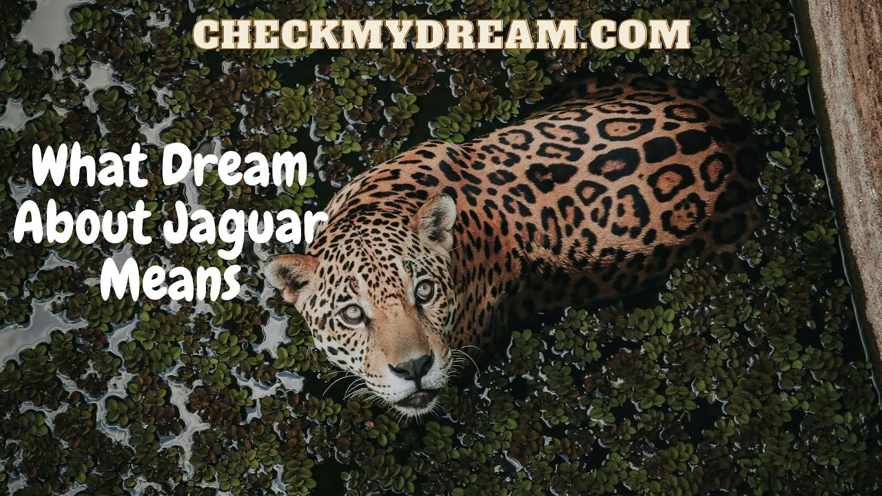 Jaguar Dream Meaning: Decoding the Mystery of Power, Instincts & Spirituality