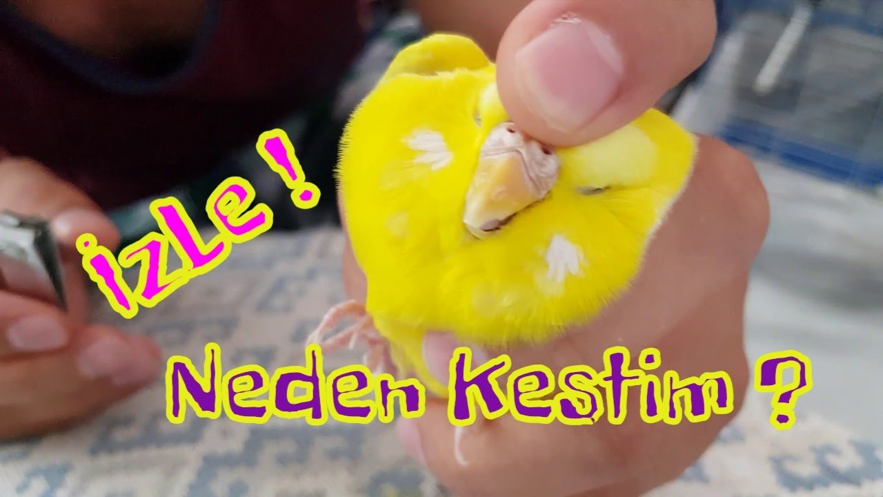 Kuşumun gagasını  nasıl ve neden kestim ? Şaşıracaksınız! | Gaga kesimi anlatımı