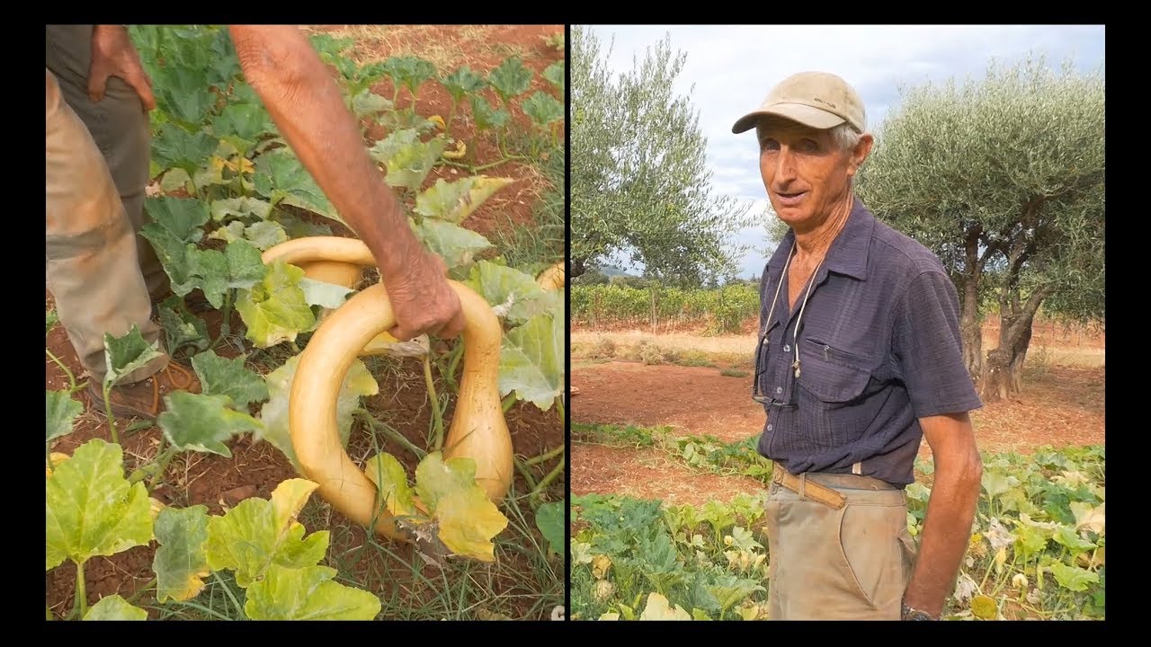 Zucca e zucchina trombetta d'Albenga