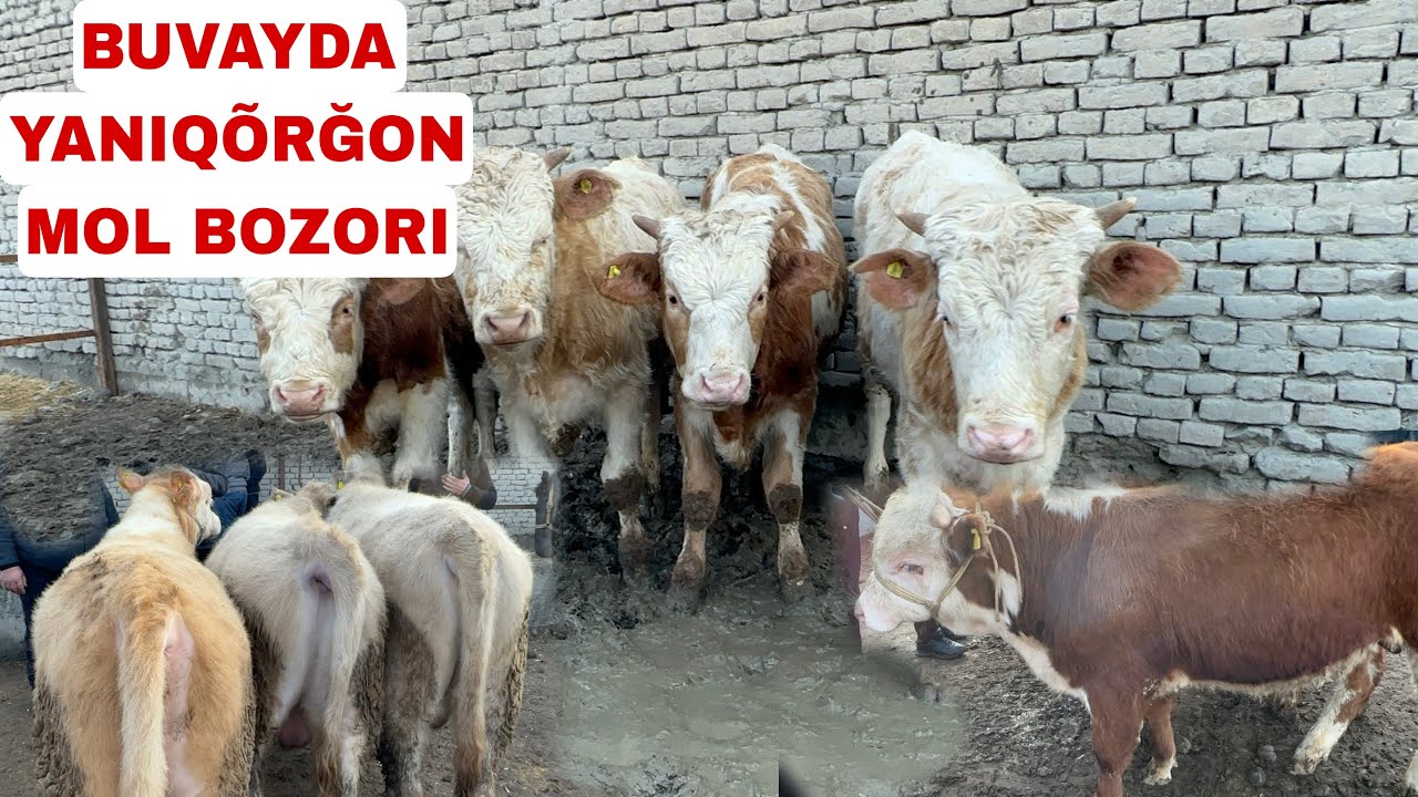 BUVAYDA YANGIQÕRĞON MOL BOZORI YOSH BUQALAR NARXLARI BILAN TANISHING 