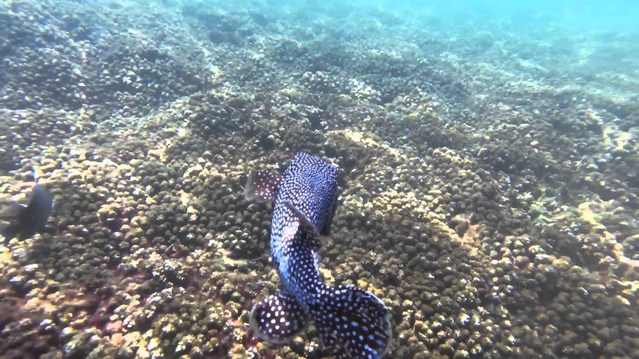 Snorkeling at Las Brisas Huatulco