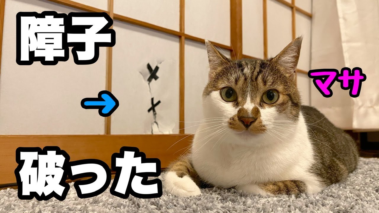 【猫　誕生日】マサの２歳のお祝いに好きそうなおもちゃを買ってあげました。そして、ついにマサが障子を破りました。決定的瞬間をお見逃しなく。
