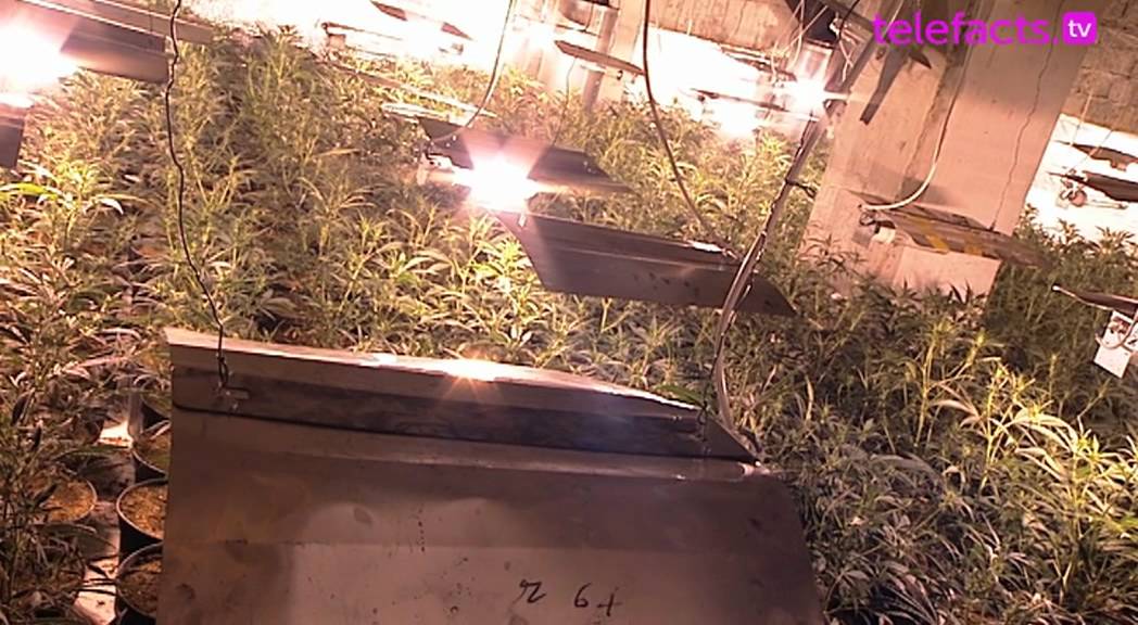 Gr&ouml;&szlig;te Cannabis-Plantage entdeckt