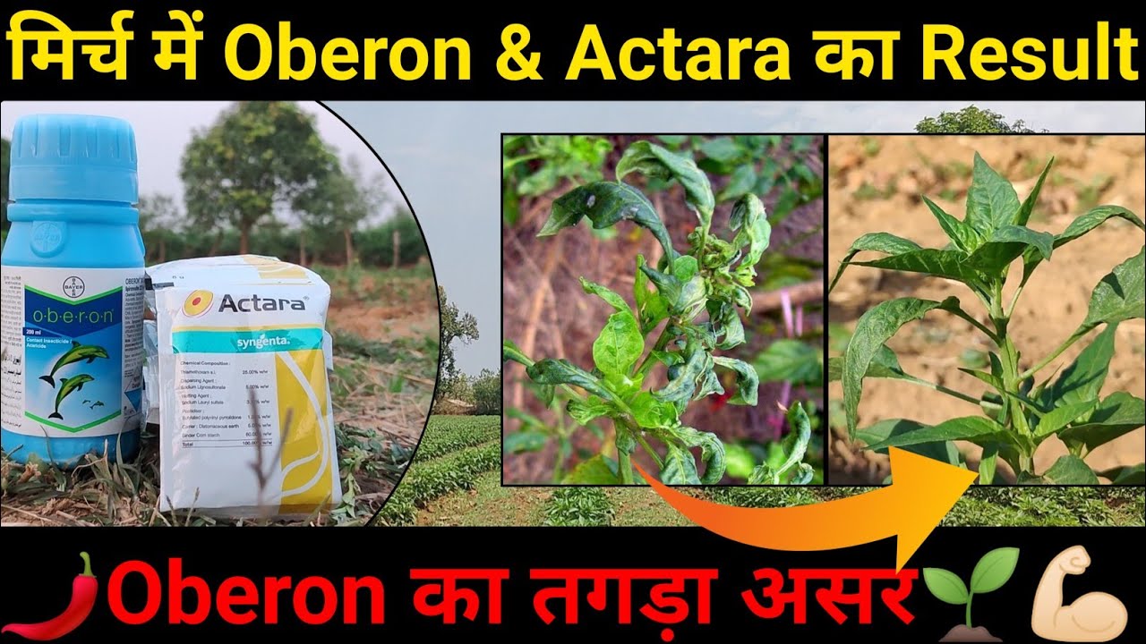 🤗वाह !! देखें👉🏿#मिर्च_की_खेती में #oberon & #actara का कैसा मिला Result .???