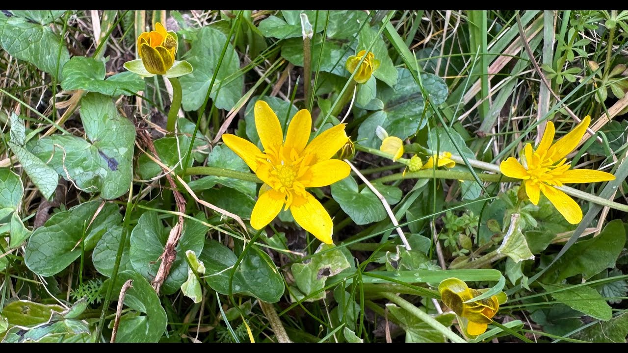 Identifying Lesser Celandine, Ficaria verna