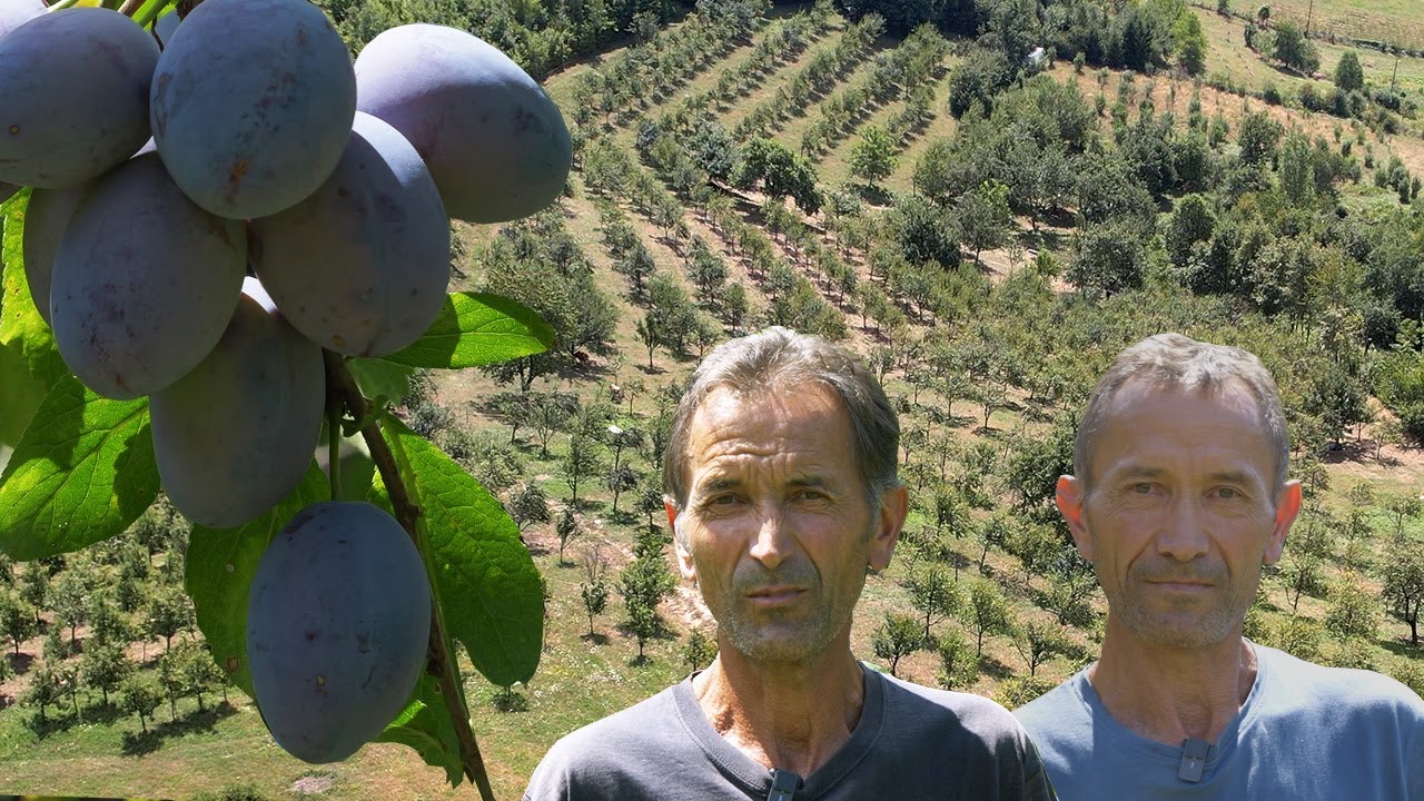 Kako obrati 1700 stabala šljive, traže se berači