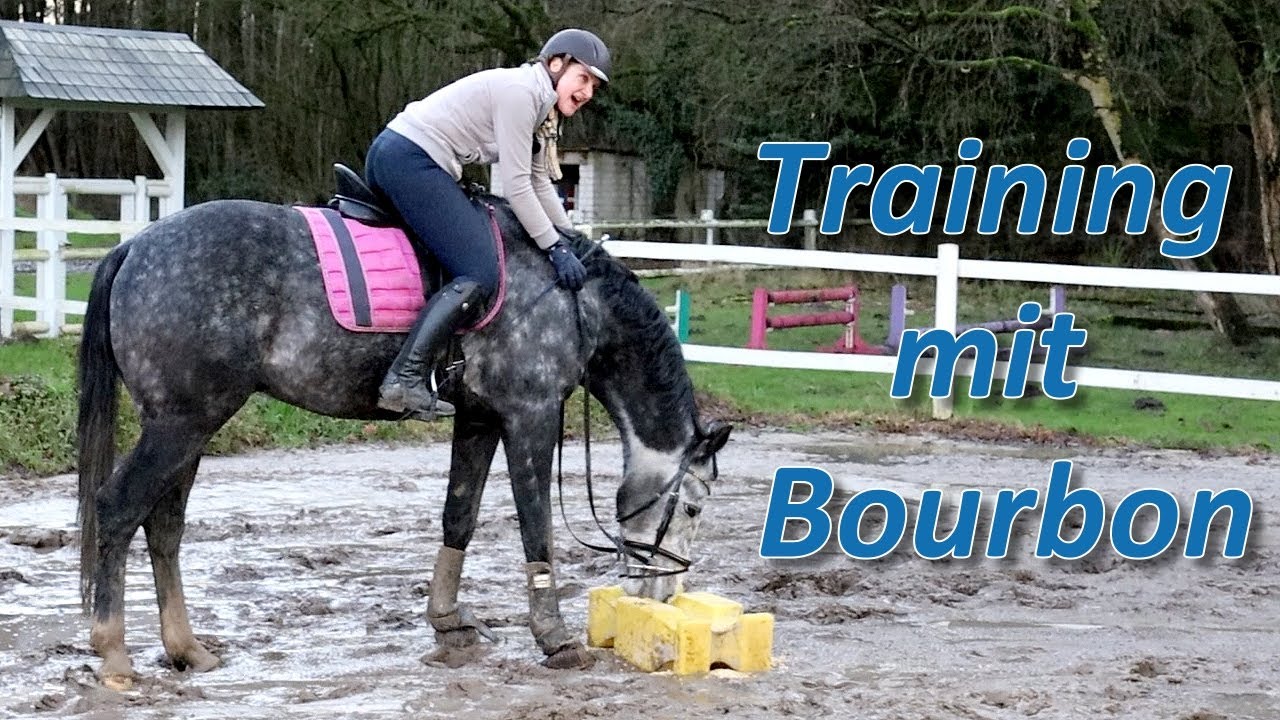 Reittraining mit Wallach Bourbon - Wird Ariane Telgen die beiden noch zum schwitzen bringen?