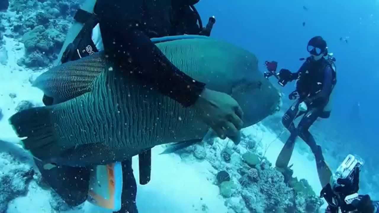 摩訶不思議？犬のようにじゃれるナポレオン！？　パラオダイビング　Mysterious? Humphead wrasse which frisks like a dog,Palau.