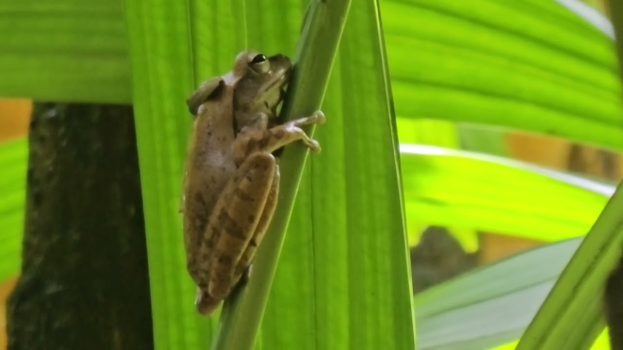Common South-east Asian Tree Frog