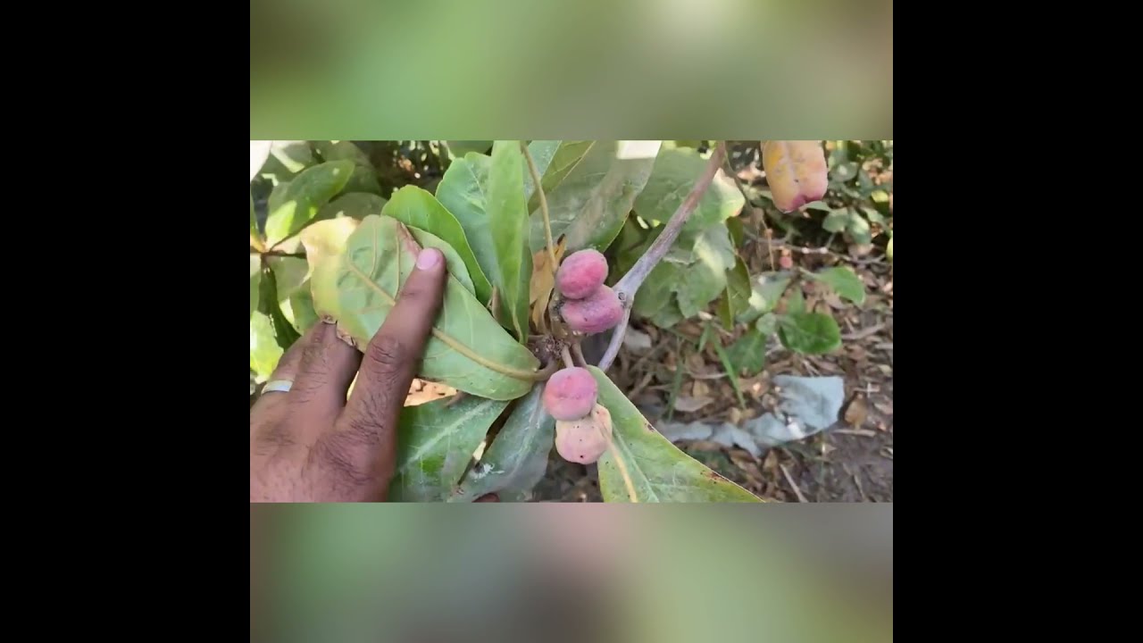 زراعة اللوز  من البذره للثمره