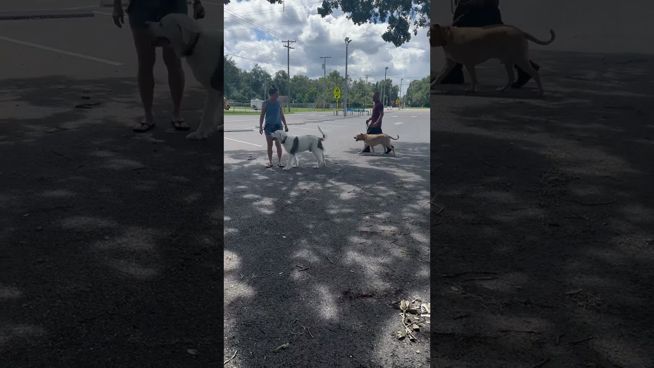 Aggressive Dogs Becomes Friends with Dog Training 