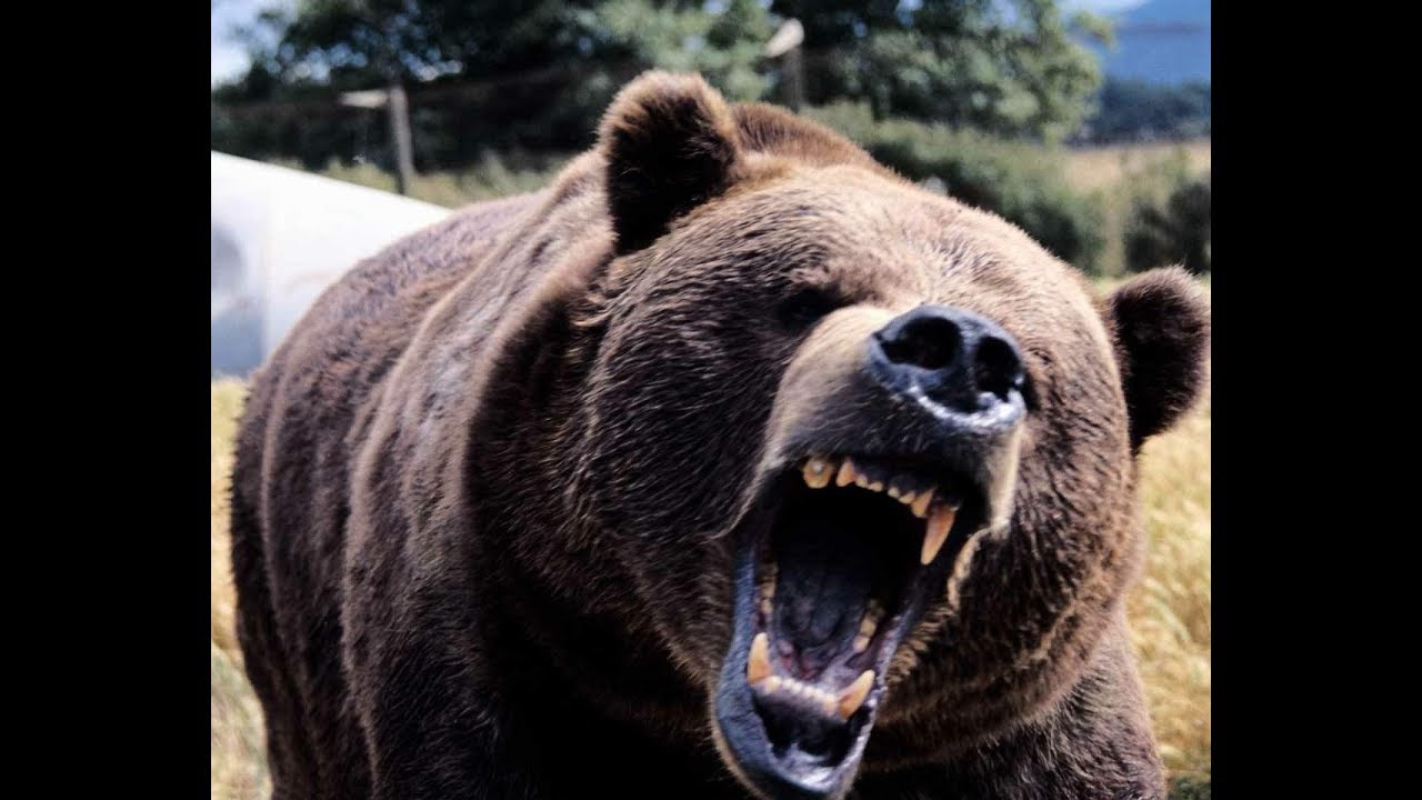 Close Call With Curious Bear