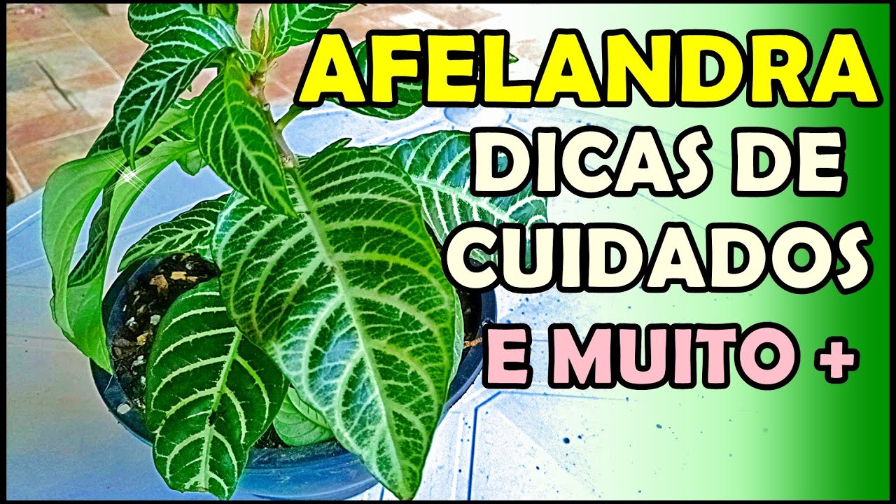 🪴AFELANDRA BELA E DE MEIA SOMBRA: DICAS DE CULTIVO E CUIDADOS