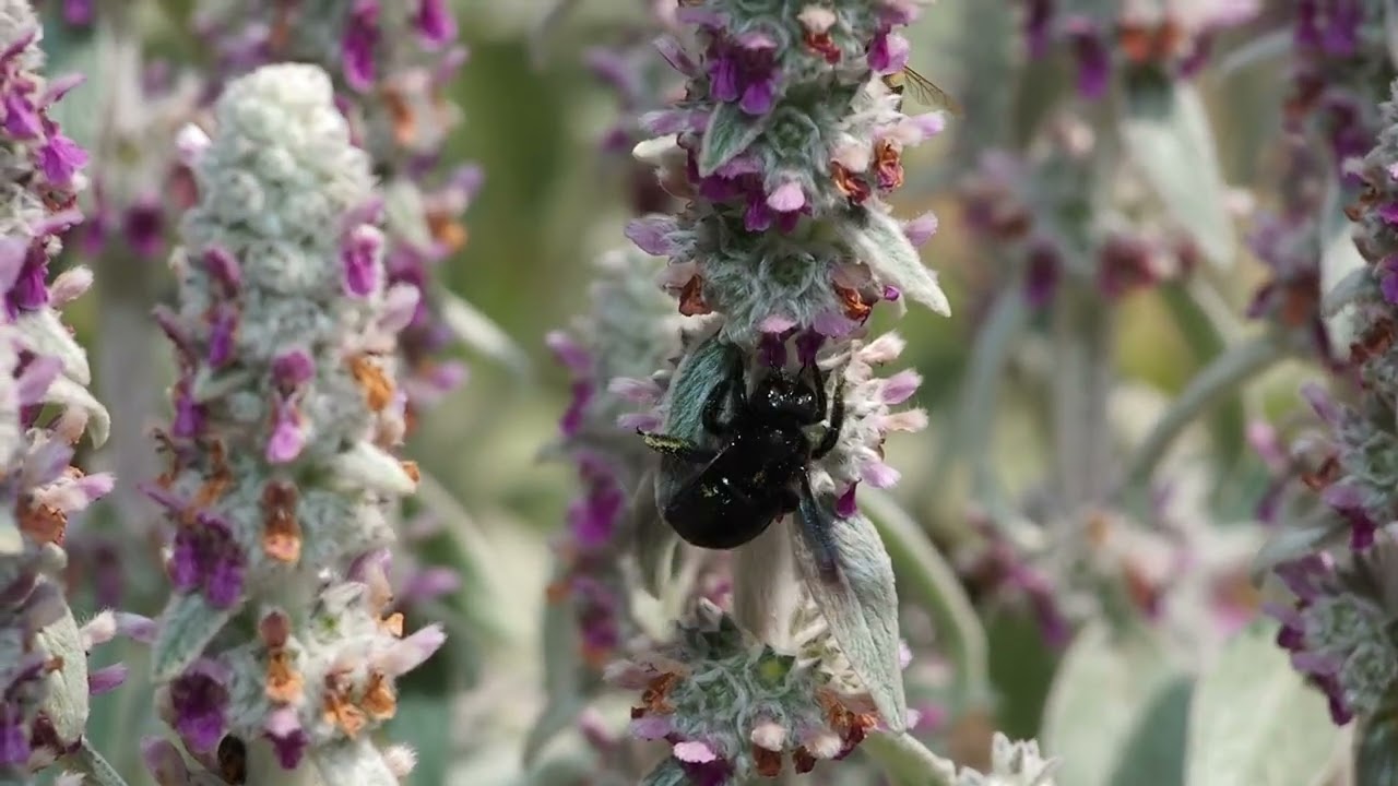 carpenter bee