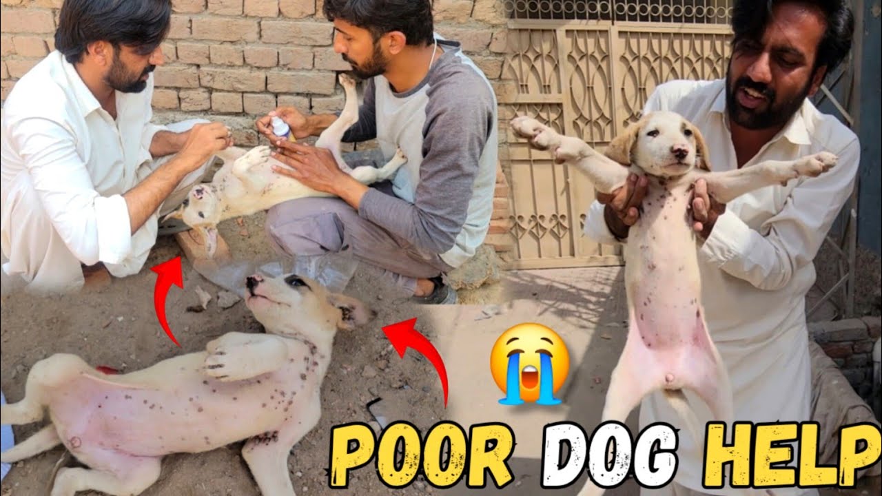 Bechara Dog Marny Wala Tha 😭 Dog Ko Rescue Kar Liya 😢 Thank God 🥺