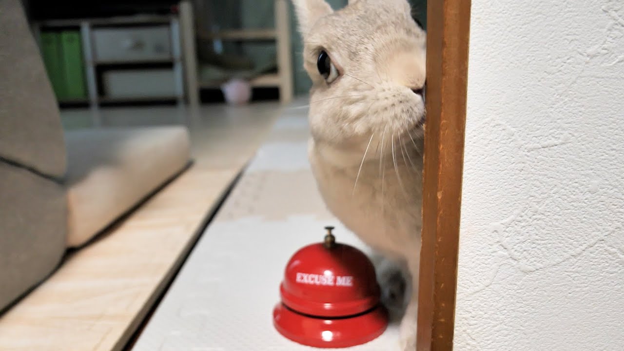 朝に弱い飼い主のために