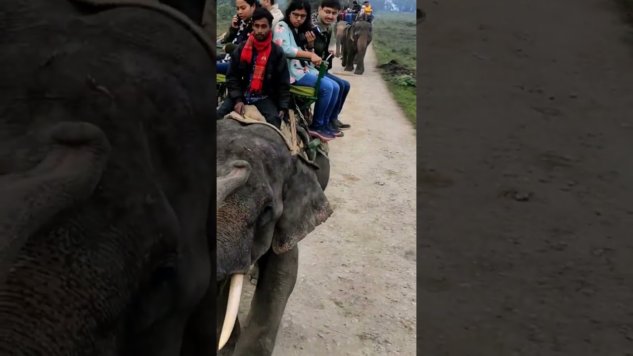 Kaziranga Elephant Safari#kaziranganationalpark #assam