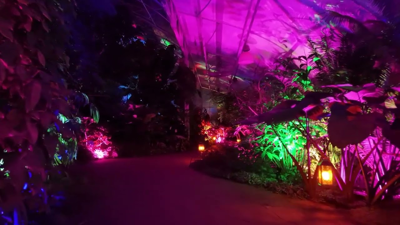 RHS Glow at Wisely - 2025