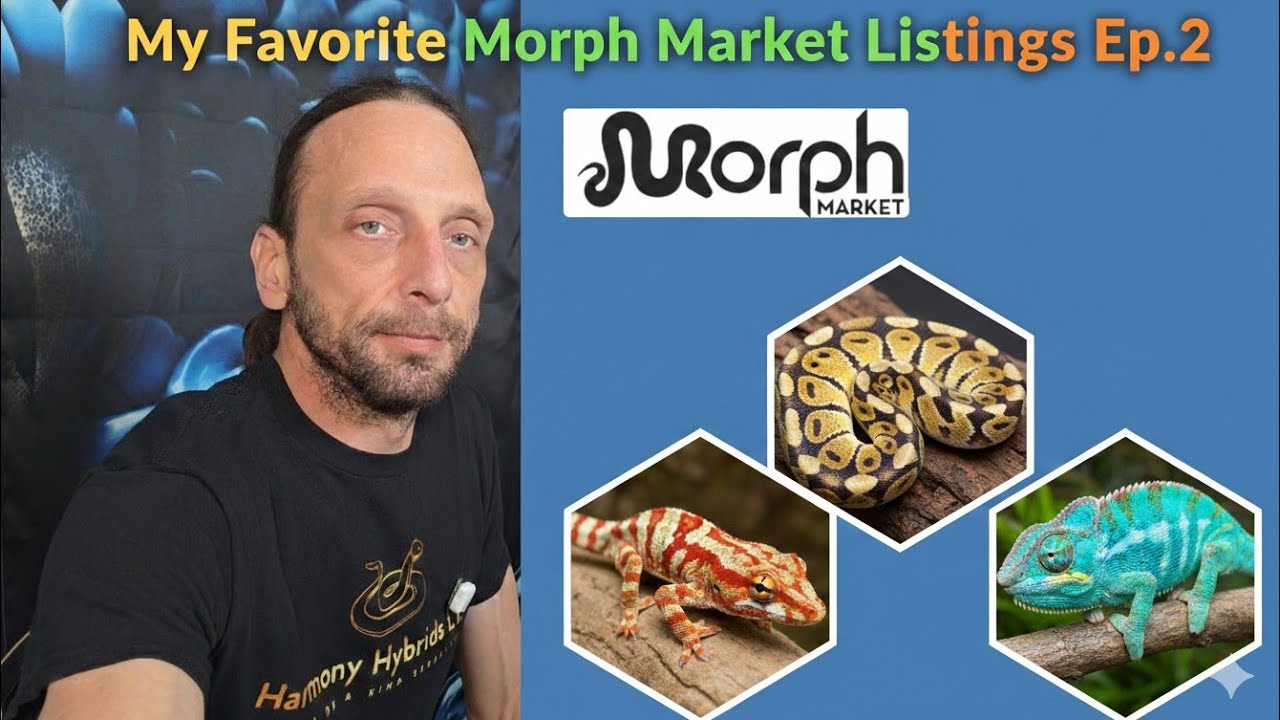 Favorite Morph Market Listings Ep  2