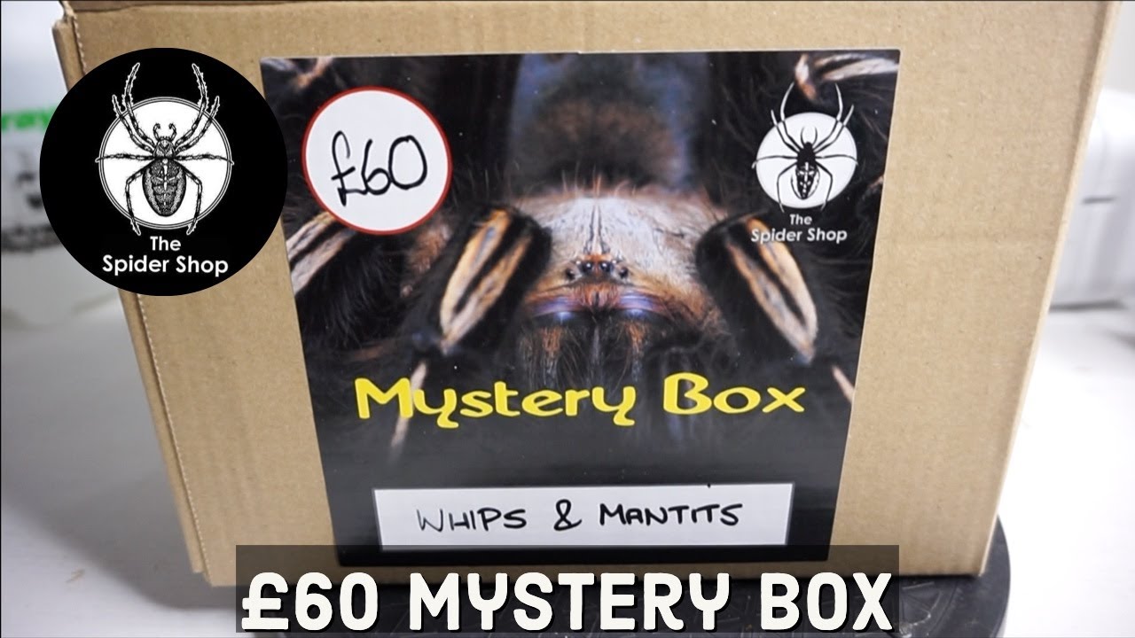 The Spider Shop &pound;60 Mystery Box