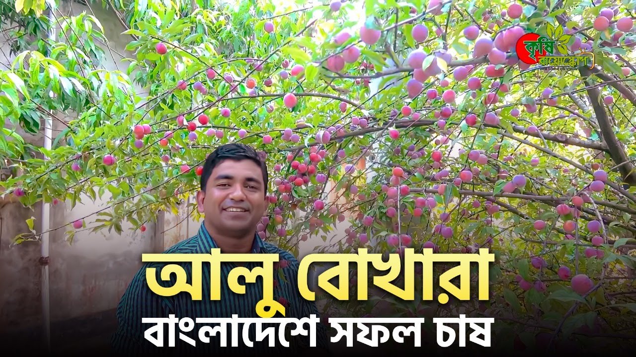 আলু বোখারা(Plum)-বাংলাদেশে সফল চাষ