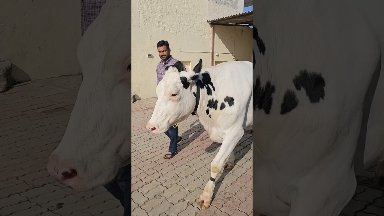 World most beautiful and expensive cow #jollydairyfarm #9815258000
