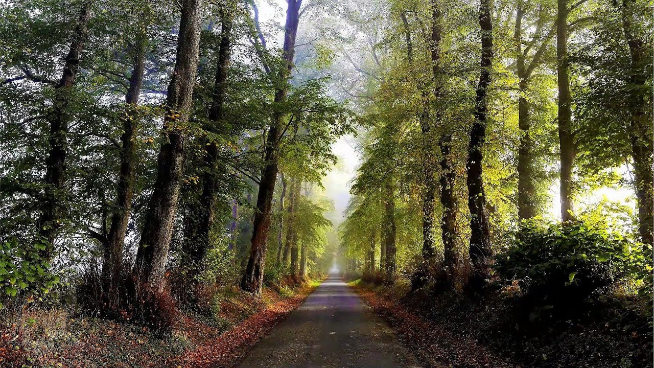 Allée des tilleuls  (P de C)
