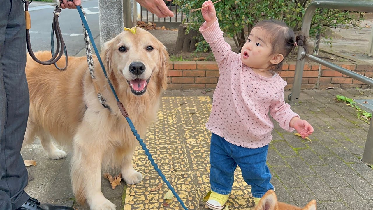 1歳児からプレゼントを贈られるたびに喜んであげる優しいゴールデンレトリバー