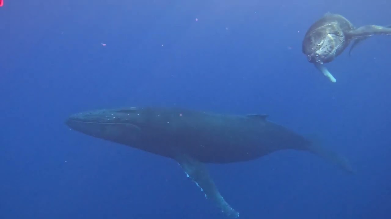 Swimming with Whales - Baby Humpback, Moorea, French Polynesia