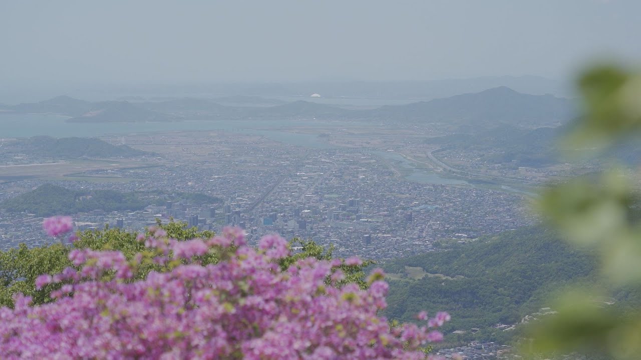 どき生百景vol1 大平山山頂公園のツツジ（防府市）