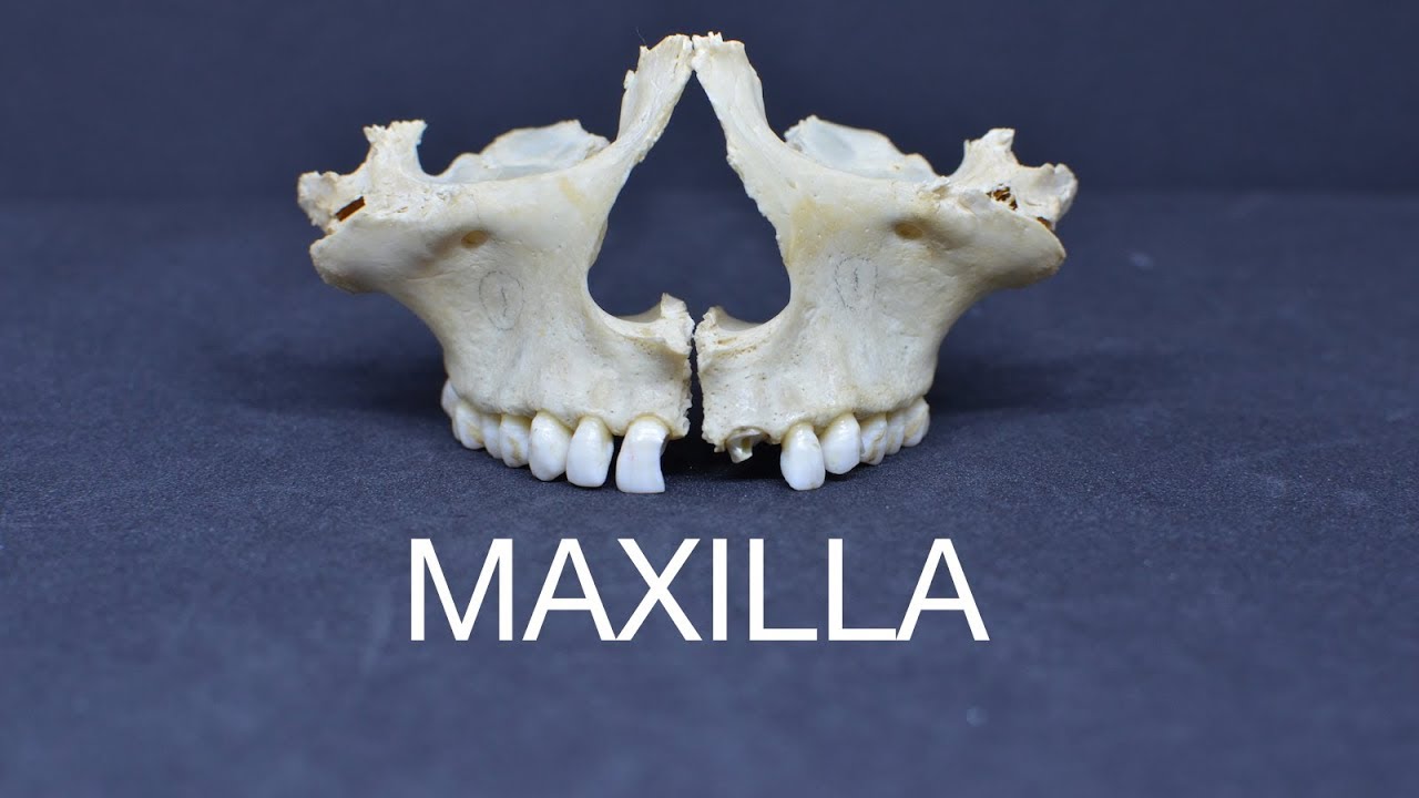 MAXILLA