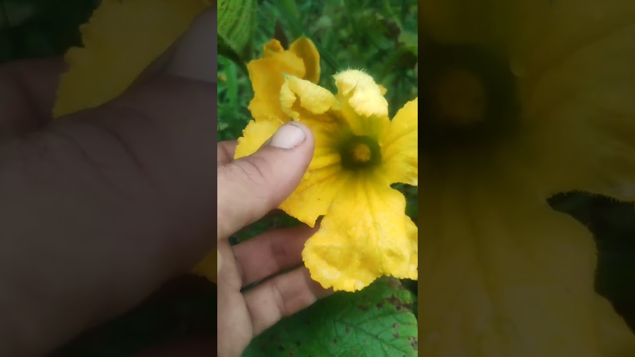 Cómo hacer polenizacion manual en tus plantas de calabaza 