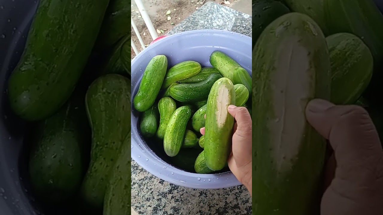 Colheita de pepino fartura na mesa #fog&atilde;o #vidanaro&ccedil;a #fogaoalenha #sitio #fazenda #fogueira #pesca