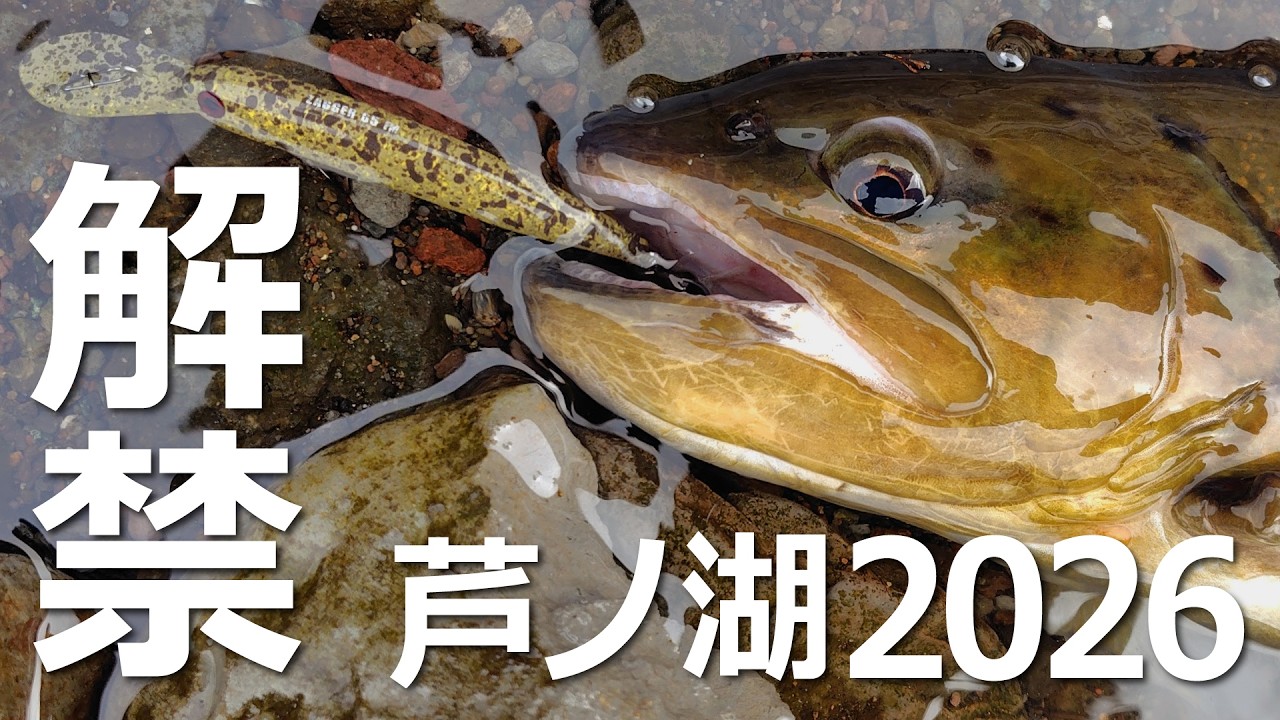 芦ノ湖2026解禁！元箱根湾で放流ブラウンを釣り上げる #芦ノ湖 #トラウト #解禁 #釣り#fishing 2026年3月2日