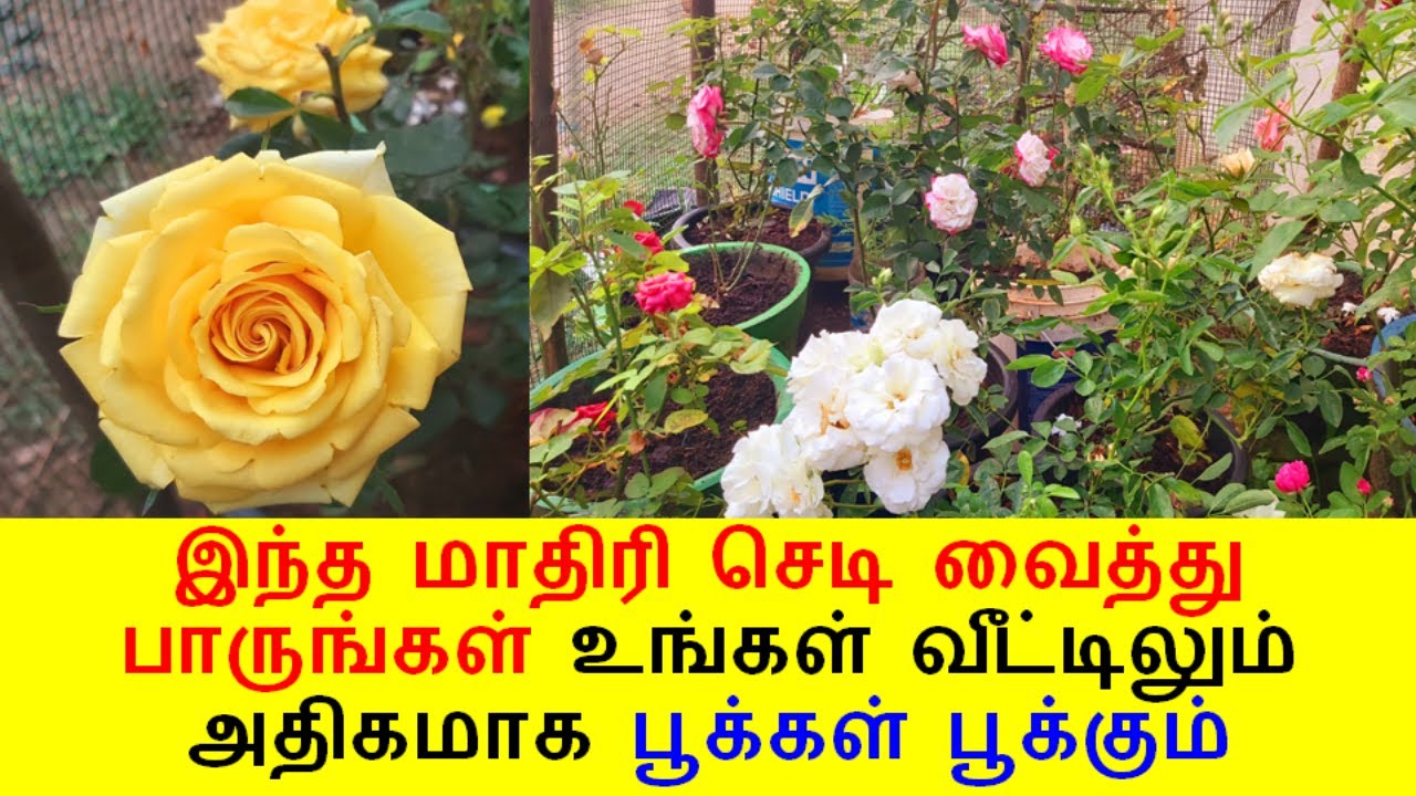 இந்தமாதிரி செடி வைத்தால் போதும் அதிகமான மொட்டுக்கள் அதிகமான பூக்கள் பூக்கும்