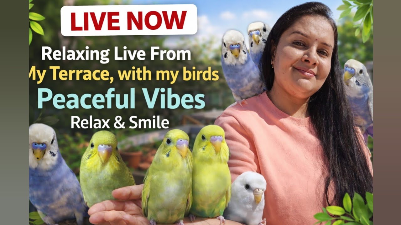 Peaceful Evening Terrace Live with My Birds 🐦🌇 | Relaxing Nature Sounds