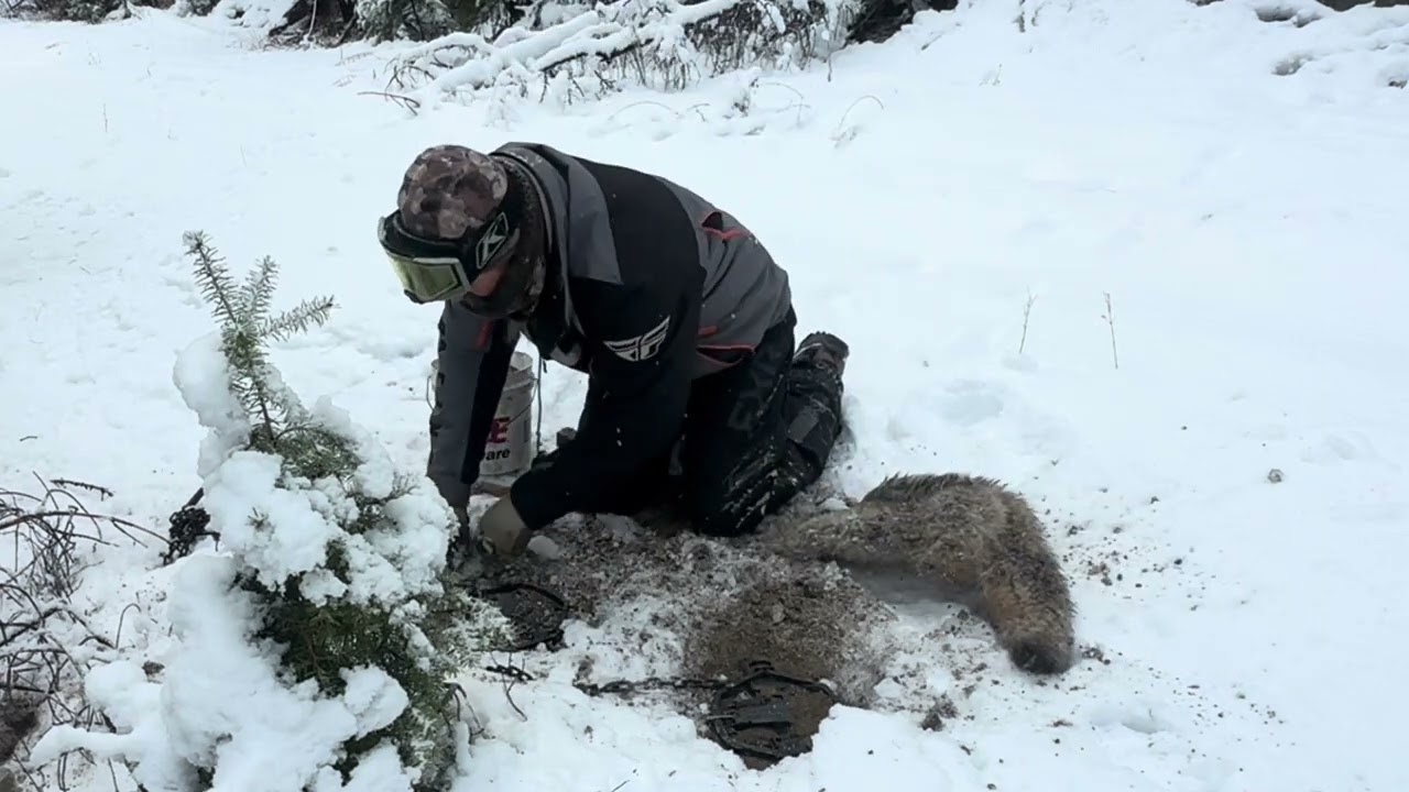 Opening day wolf trapping! #mountainmen #wildlife #wolftrapper #duketraps #montanawolftrapper