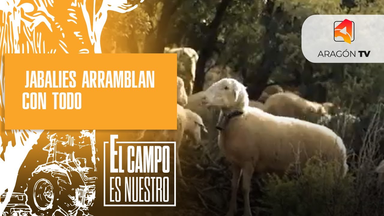 Los jabalíes arramblan con todo
