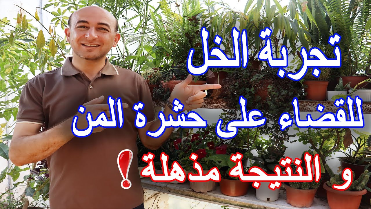 استخدام خل الطعام للقضاء على حشرة المن
