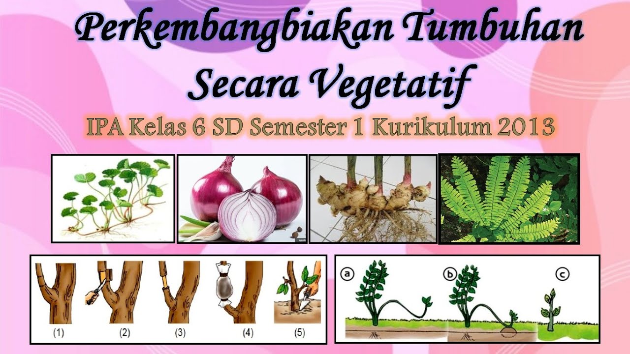 Perkembangbiakan Tumbuhan Vegetatif | IPA Kelas 6 SD | Tema 1 | Kurikulum 2013 | Bagian 3