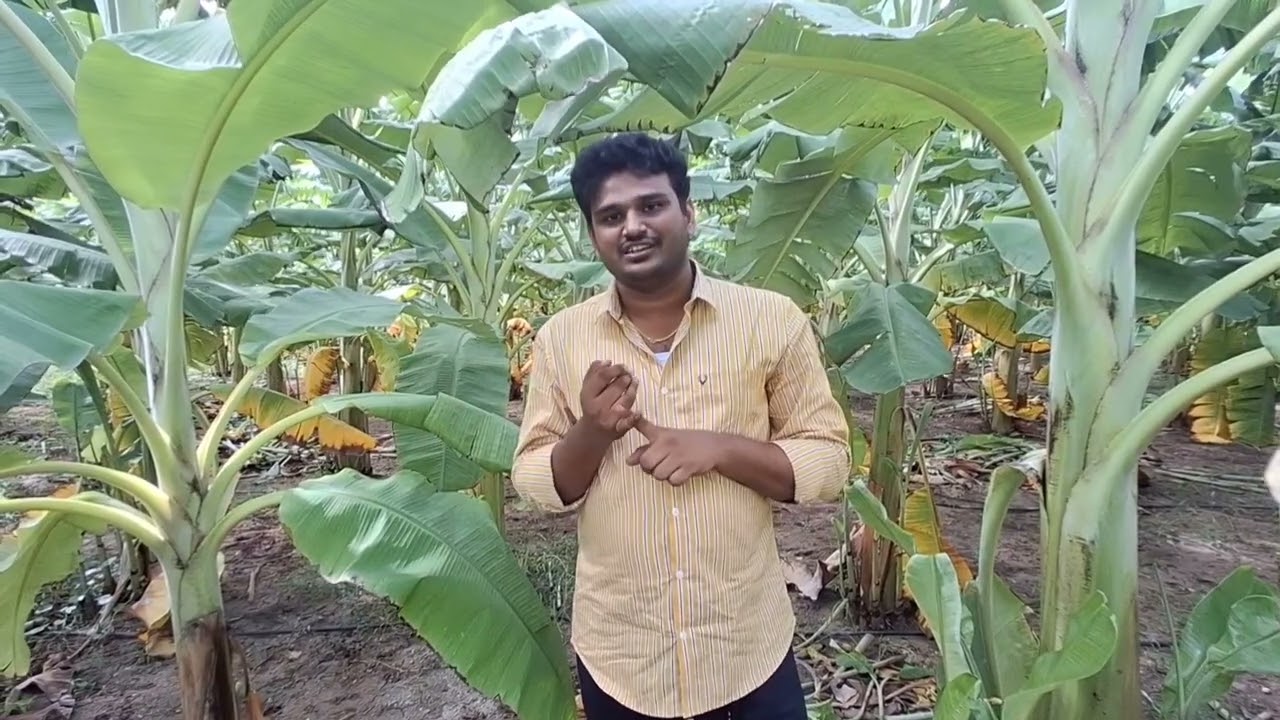zinc deficiency in Banana -ஜிங்க் சத்துக்கள் சரியாக கொடுக்காவிட்டால் வாழைக்காய் சீப்பு குறையுமா?