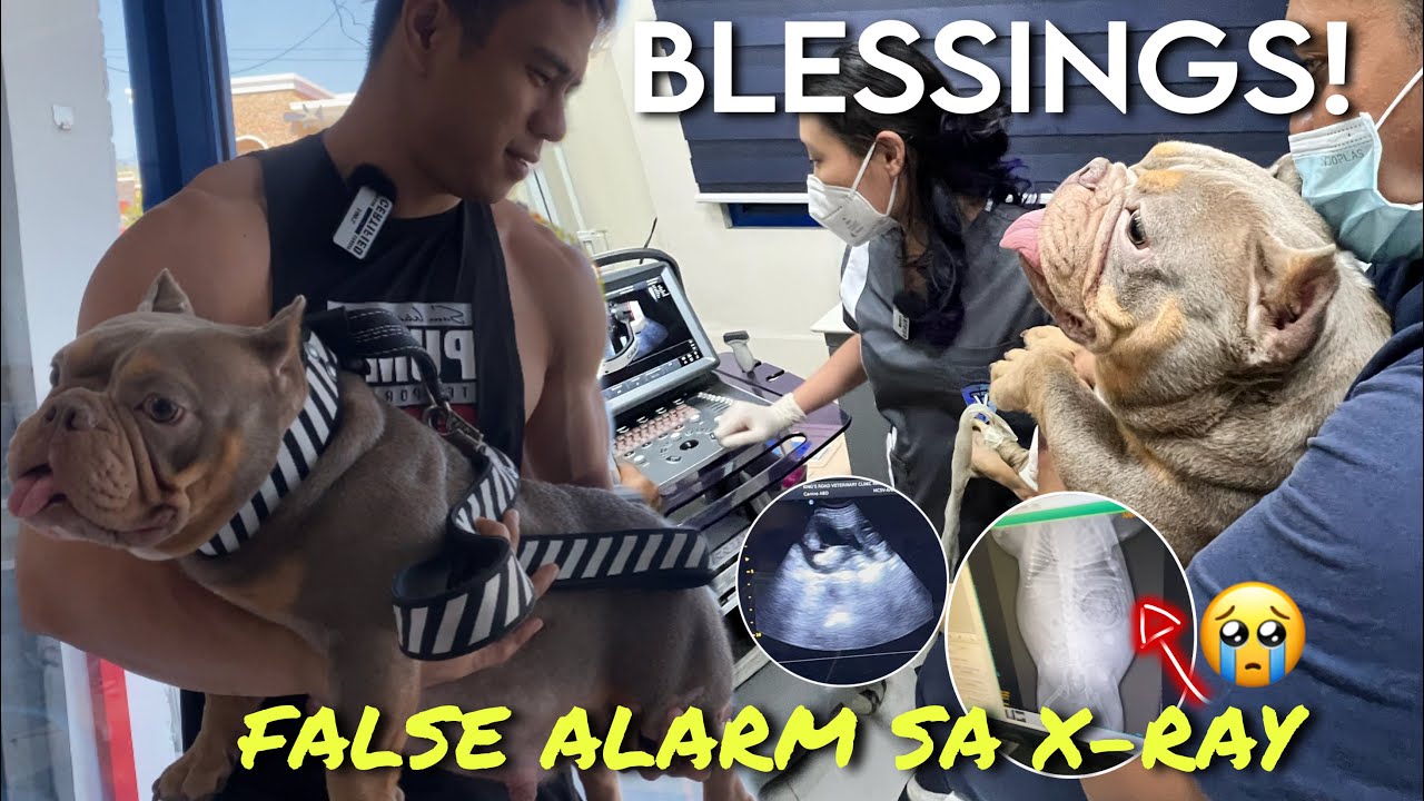 BUNTIS AT MAY HEARTBEAT! SIGNS OF PREGNANCY •DOG’s PREGNANCY X-RAY & ULTRASOUND RESULTS