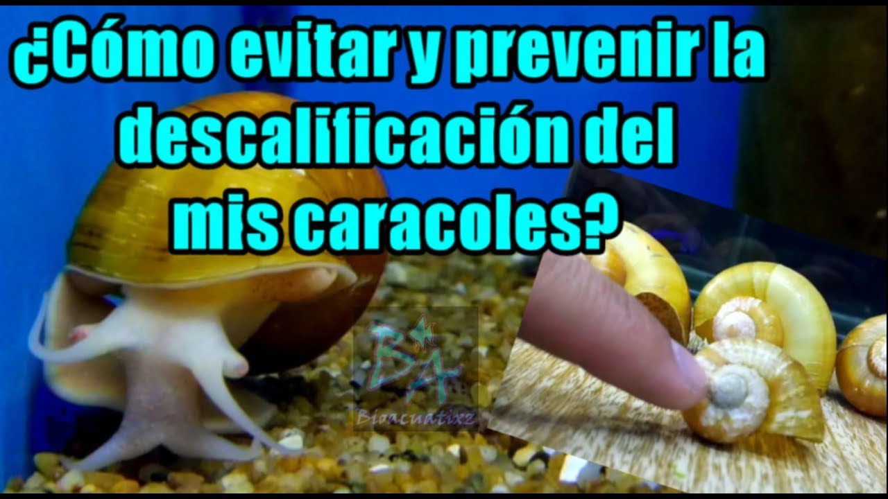 Como evitar la descalcificación de los caracoles