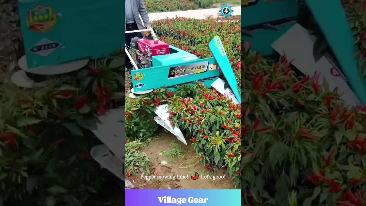Chili Harvest Machine Goes BRRRR🌶️🚜 Satisfying Pepper Mowing! #farming #satisfying #asmr #machinery