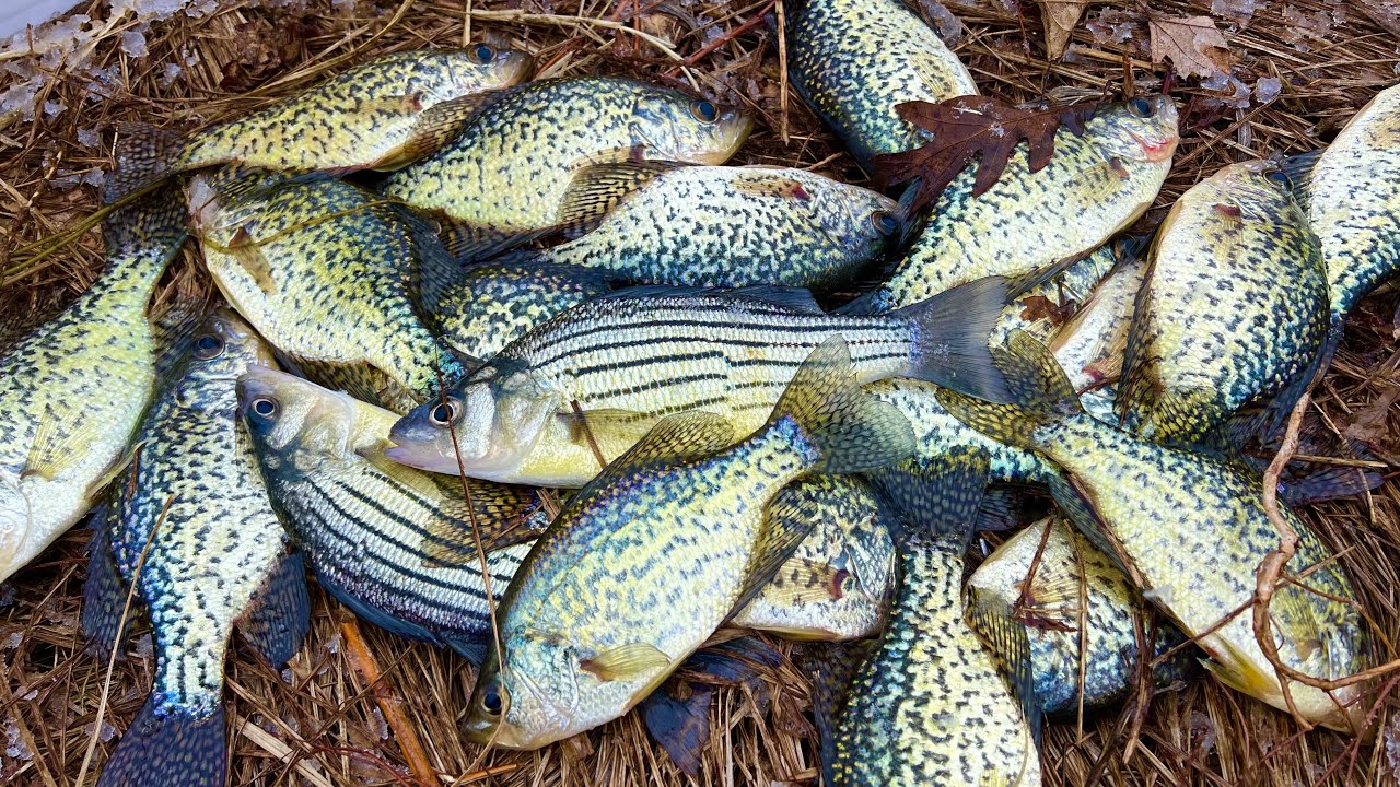 El mejor método para pescar crappie con Jig y flotador