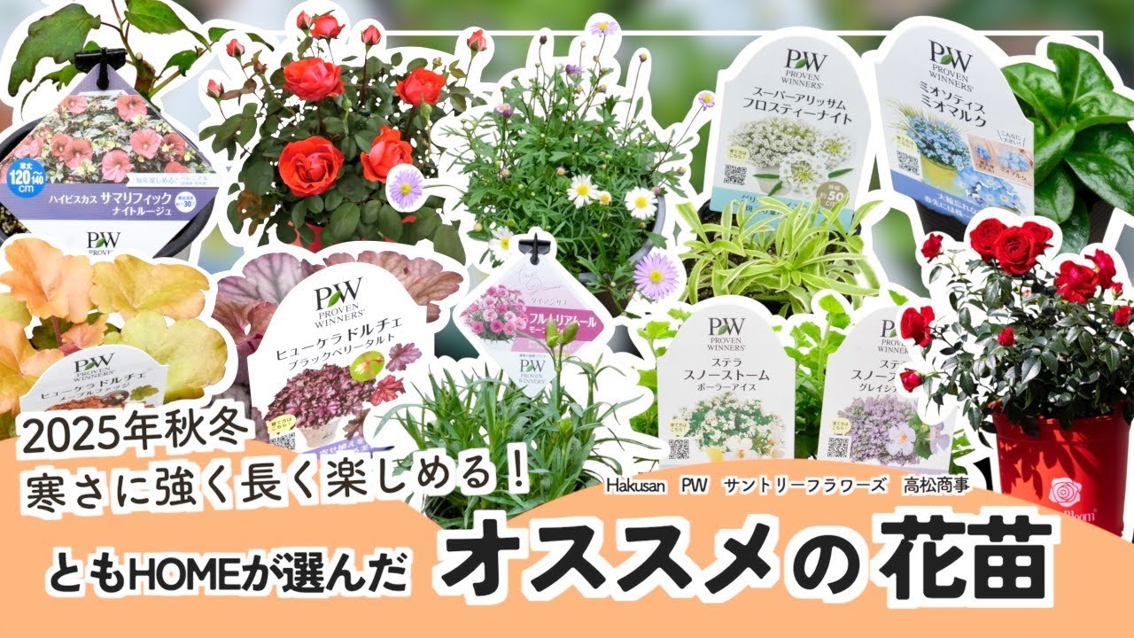 【新品種】最近手に入れた花苗を全部紹介！一年草・宿根草・バラ【PWアンバサダー】