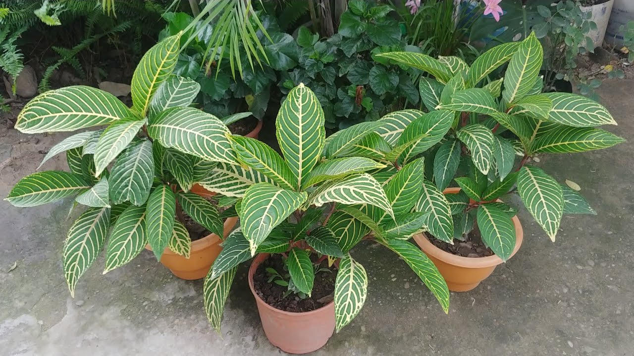 Sanchezia beautiful foliage plant easy to grow and care