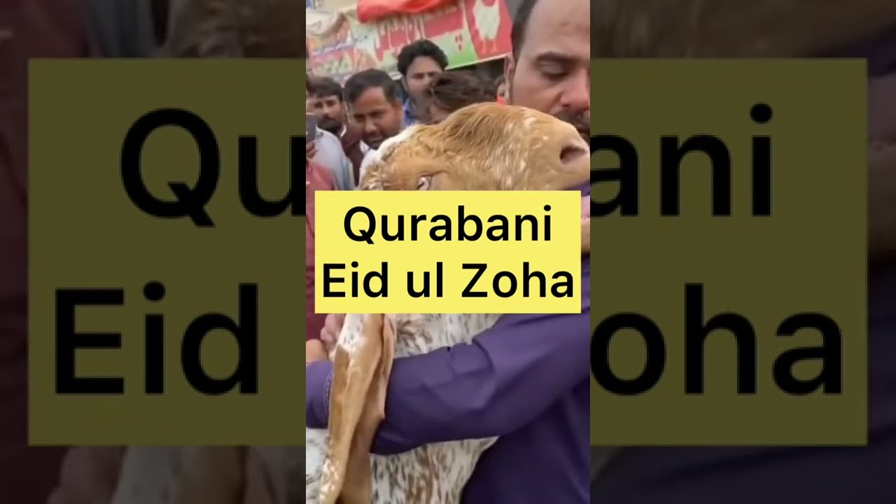 Qurbani Allah ke Liye #Eidulzoha #qurbanistatus #qurbani2022 #QubanikareAllahkeliye #shorts #shorts