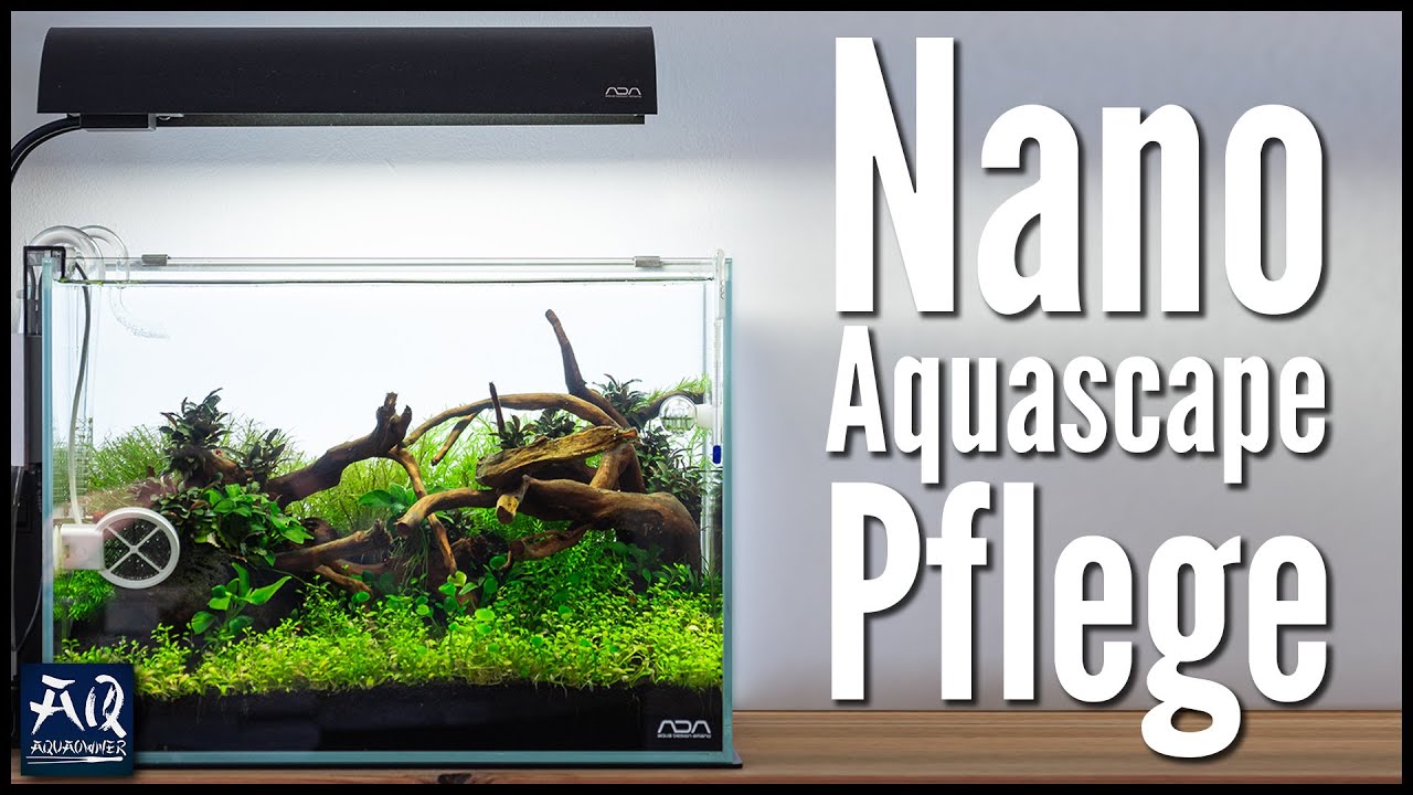 Wie viel Zeit kostet ein Nano Aquascape Aquarium | AquaOwner