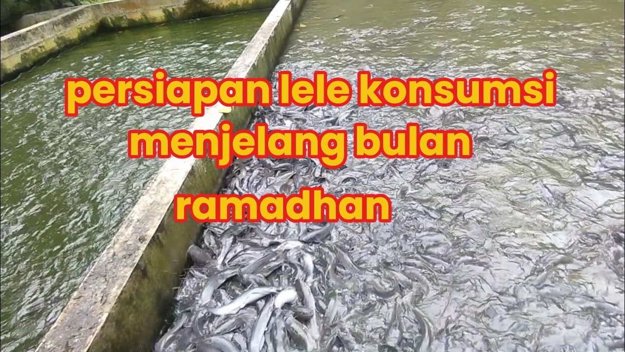 IKAN LELE KONSUMSI MENJELANG BULAN RAMADHAN 